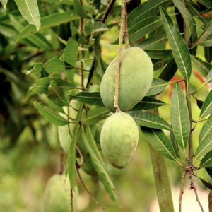 Himayat (Imam Pasand)